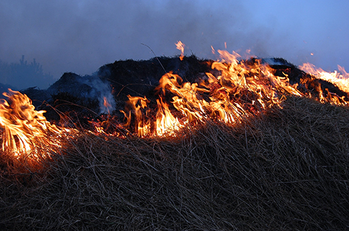 Foto på fjolårsgräs som brinner